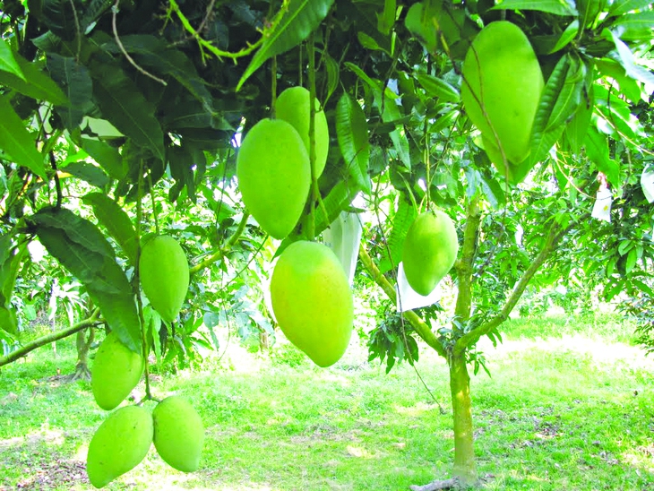 Giá trị hữu ích từ cây  xoài